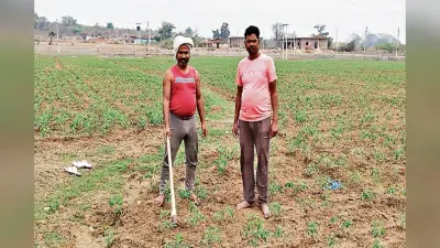 किसानों के लिए प्रेरणास्रोत बने चतरा के गणेश, बंजर भूमि में फसल उगा बनायी पहचान, कई बेरोजगारों को दिया रोजगार