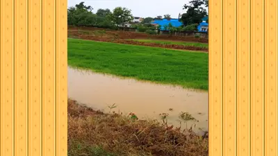 झमाझम बारिश से किसानों के खिले चेहरे, यूरिया व खाद के लिए लगी लंबी कतार