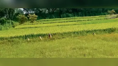 KISHAN NEWS: बेहतर पैदावार के लिए फसलों की बोआई से पहले कराएं खेतों की मिट्टी जांच