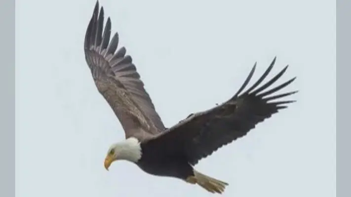 अंडे से निकल पहली बार उड़ान भर रहे गरुड़ों का हो रहा शिकार