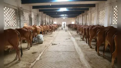मुजफ्फरपुर में गाय के गोबर से चार हजार हेक्टेयर में होगी नेचुरल फार्मिंग