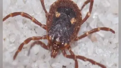 Scrub Typhus: यूपी में रहस्यमयी बुखार से जा रही है लोगों की जान, जानें क्या है ये बीमारी और इसका इलाज