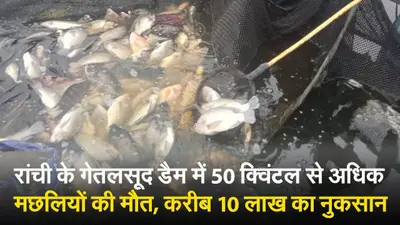 VIDEO: रांची के गेतलसूद डैम में कैसे हुई 50 क्विंटल से अधिक मछलियों की मौत?
