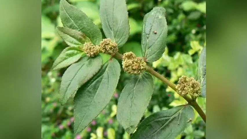 Dudhi Ghas Benefits: खांसी और अस्थमा रोग में बेहद कारगर है दूधी घास, जानिए कैसे करें सेवन