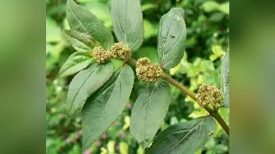 Dudhi Ghas Benefits: खांसी और अस्थमा रोग में बेहद कारगर है दूधी घास, जानिए कैसे करें सेवन