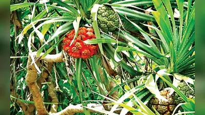 खाने में भी होता है ‘घास’ का इस्तेमाल, जानिए इसका स्वाद और कितना है फायदेमंद?