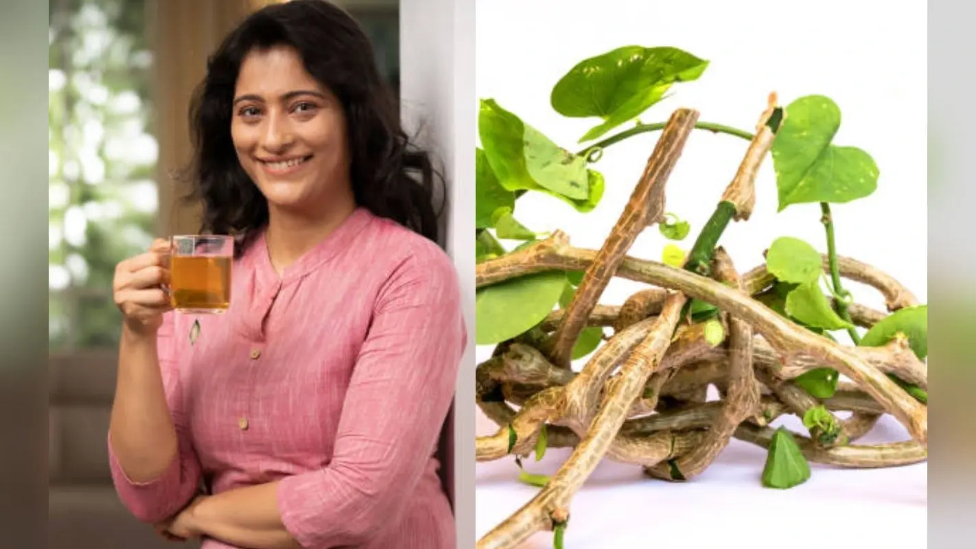 इम्यूनिटी बूस्टर गिलोय के जानें फायदे. मौसमी बीमारियों की है असरदार औषधि