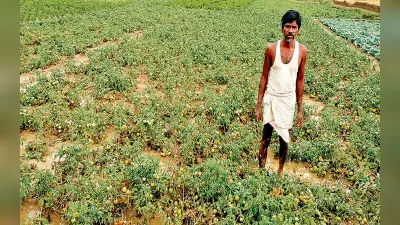 झारखंड : बेमौसम बारिश ने बढ़ायी किसानों की चिंता, रबी और जेठुआ फसल के नुकसान की बढ़ी आशंका