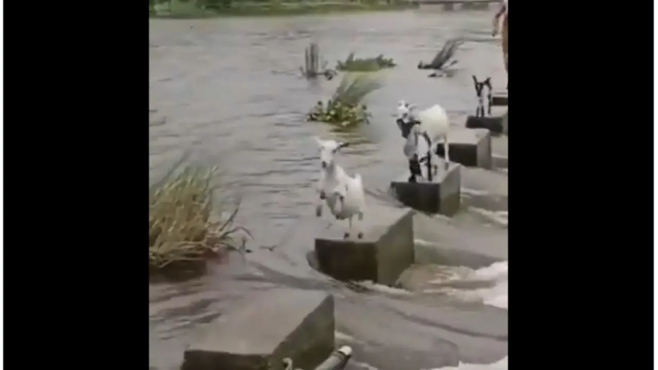Viral Video: बाढ़ में फंसी 4 बकरियों का यह कारनामा देख आप भी दांतों तले उंगली दबा लेंगे