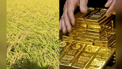 पश्चिम बंगाल में बांग्लादेश सीमा के पास धान के खेत में मिले 21 किलोग्राम सोना, सात गिरफ्तार