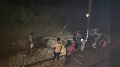 झारखंड में ट्रेन से कटकर हाथी की मौत, एलीफैंट जोन में हादसे के बाद रेलगाड़ियों का परिचालन बंद