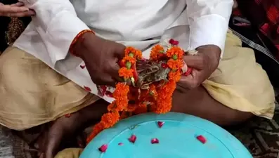 गोरखपुर में बारिश के लिए किया अनोखा टोटका, मंदिर में मेंढक और मेंढकी की कराई शादी