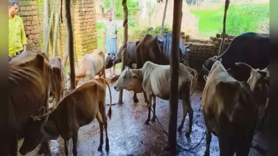 Jharkhand News: देसी गायों से प्राकृतिक खेती को मिलेगा बढ़ावा, होगी अच्छी पैदावार
