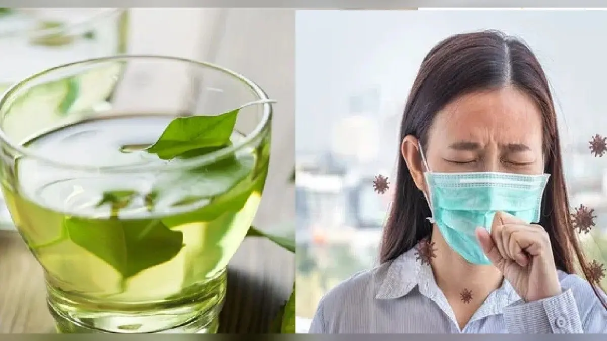 Green Tea Prevent Covid-19: ग्रीन टी पीने वालों को नहीं होता कोविड-19 संक्रमण ? जानें क्या है सच