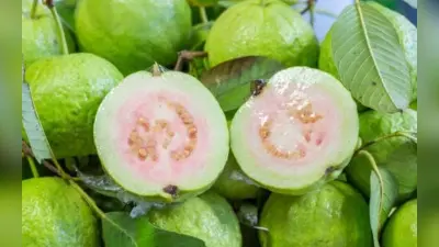 Guava Benefits: अमरूद खाने के हैं कई फायदे, ब्लड प्रेशर, शुगर के साथ हार्ट हेल्थ के लिए भी बढ़िया