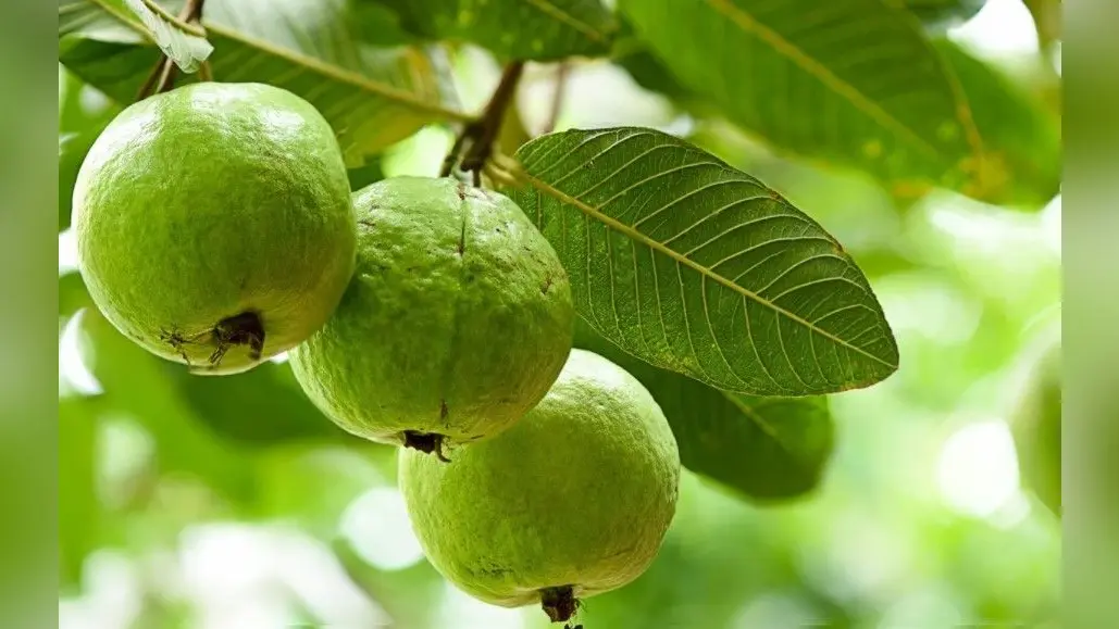 Health Tips: सर्दियों में ठंड से बचने के लिए खाने में शामिल करें ये चीजें, ठंड से मिलेगी राहत, इम्युनिटी भी होगी मजबूत