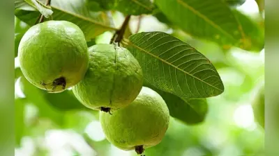 Health Tips: अमरुद के साथ-साथ उसके पत्ते भी हैं बड़े कारगर, इन बीमारियों में हैं बेहद फायदेमंद