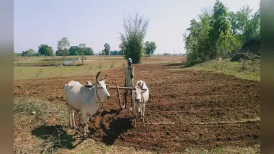 झारखंड : गुमला के करीब 800 किसान परेशान, बोले- साहब, धान बेचने का पैसा नहीं मिला, कैसे करें खेती?