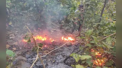 झारखंड : गुमला के जंगल में अगजनी की घटना बढ़ी, इस साल 35 बार लग चुकी है आग, खत्म हो रहा पक्षियों का बसेरा