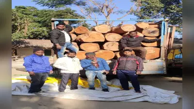Wood Smuggling News: अवैध लकड़ी तस्करी मामले में वन विभाग ने कसा शिकंजा, गुमला में 5 लाख से अधिक साल लकड़ी हुआ जब्त