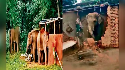 बोकारो थर्मल की सीसीएल कॉलोनी में हाथियों के झुंड ने मचाया उत्पात, कई घरों को तोड़ा, देखें PHOTOS