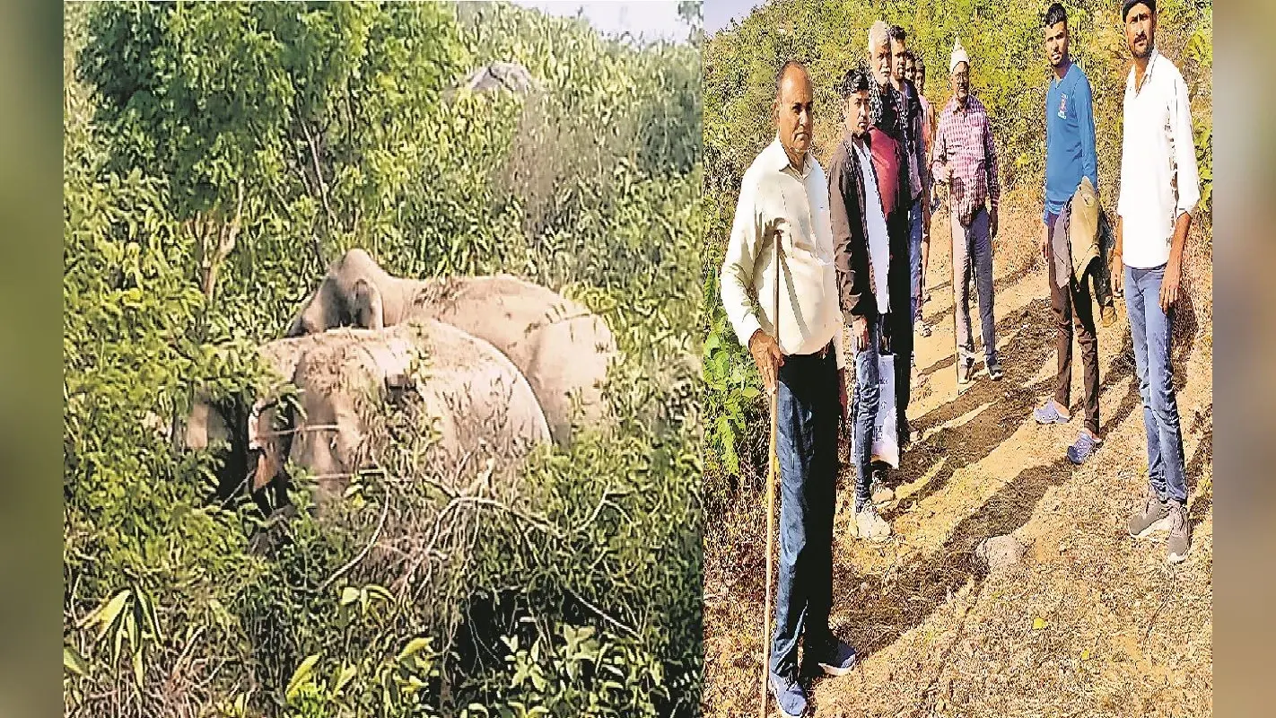 औरंगाबाद में हाथियों के झुंड ने मचाया उत्पात, दो ग्रामीणों को पटक कर किया घायल, अलर्ट पर वन विभाग की टीम