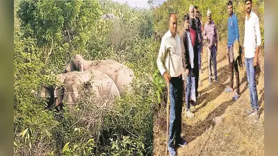 औरंगाबाद में हाथियों के झुंड ने मचाया उत्पात, दो ग्रामीणों को पटक कर किया घायल, अलर्ट पर वन विभाग की टीम