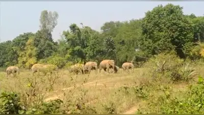 औरंगाबाद में हाथियों के झुंड से लोगों में दहशत, रातभर खेत में मशाल जलाकर जाग रहे ग्रामीण