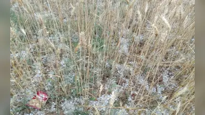 Jharkhand Weather Update: मूसलाधार बारिश के साथ ओलावृष्टि, वज्रपात से 2 की मौत, मां-बेटी समेत 3 महिलाएं घायल