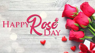 Happy Rose Day 2021 Wishes, Images, Quotes, Shayari, Messages, Status: दिखती हैं हीर की तरह..दिल में चुभती हैं तीर की तरह…रोज डे पर अपने क्रश को भेजें शायरी, मैसेज, स्टेट्स