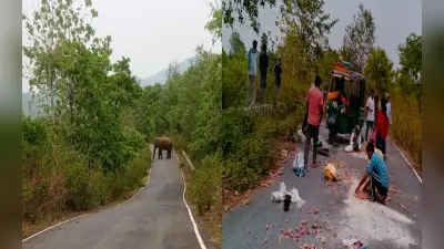 बणई शहर में जंगली हाथी के आने से खौफ का माहौल