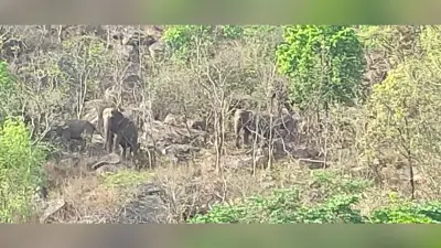 हजारीबाग में हाथियों का झुंड ने फिर मचाया तांडव, दहशत में ग्रामीण, वन विभाग ने लोगों से की ये अपील