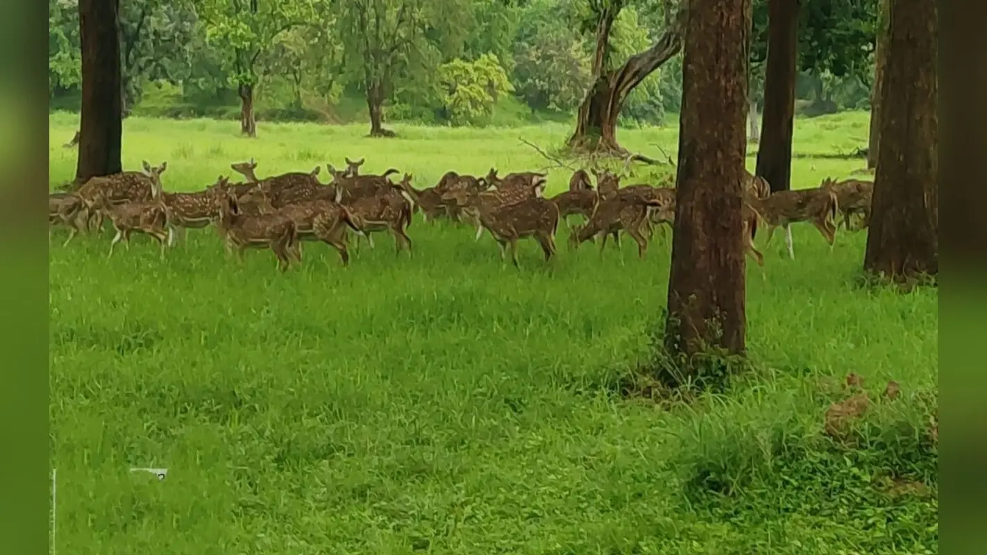 नो इंट्री में बेतला नेशनल पार्क हुआ गुलजार, हरियाली के साथ बढ़े हजारों जंगली जानवर
