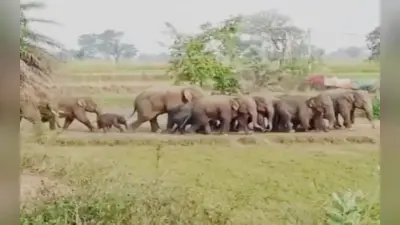 गिरिडीह : हाथियों के उत्पात से परेशान ग्रामीणों ने वन अधिकारियों को बनाया बंधक
