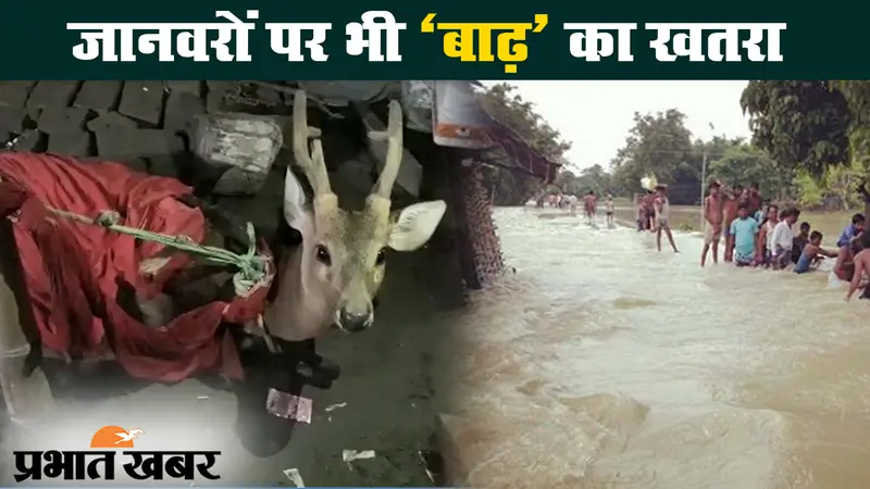 बिहार में बाढ़ से हाहाकार, ग्रामीणों ने पानी में फंसे हिरण को बचाया