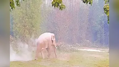 गुमला के जारी में हाथियों का उत्पात, दो ग्रामीणों के घर को क्षतिग्रस्त कर दिया