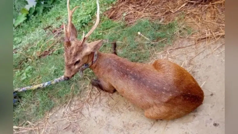 वन्यजीवों की तस्करी