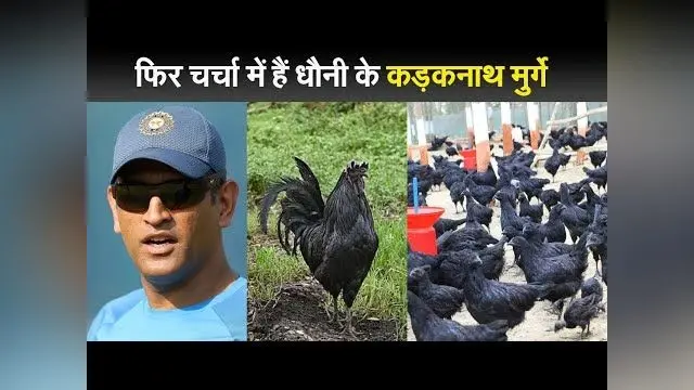 फिर चर्चा में हैं धौनी के कड़कनाथ मुर्गे