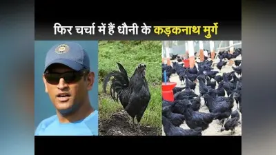 फिर चर्चा में हैं धौनी के कड़कनाथ मुर्गे