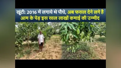 खूंटी : 2016 में लगाये थे पौधे, अब फसल देने लगे हैं आम के पेड़, इस साल लाखों कमाई की उम्मीद