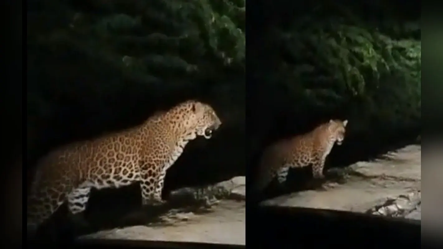 Leopard In Gurugram: गुरुग्राम के DLF में तेंदुए की दस्तक से लोगों में खौफ, देखें वीडियो