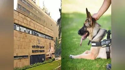 कुत्तों को संभालने की जॉब के लिए IIT दिल्ली ने मांगी बीटेक डिग्री, सोशल मीडिया पर खूब बना मजाक, जाने पूरा मामला