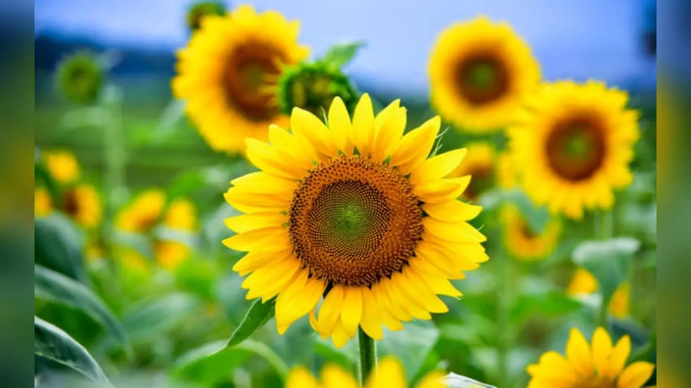 Benefits of Sunflower Seeds: हार्ट अटैक से बचना चाहते हैं तो खाएं सूरजमुखी के बीज, कोलेस्ट्रॉल भी होगा कम
