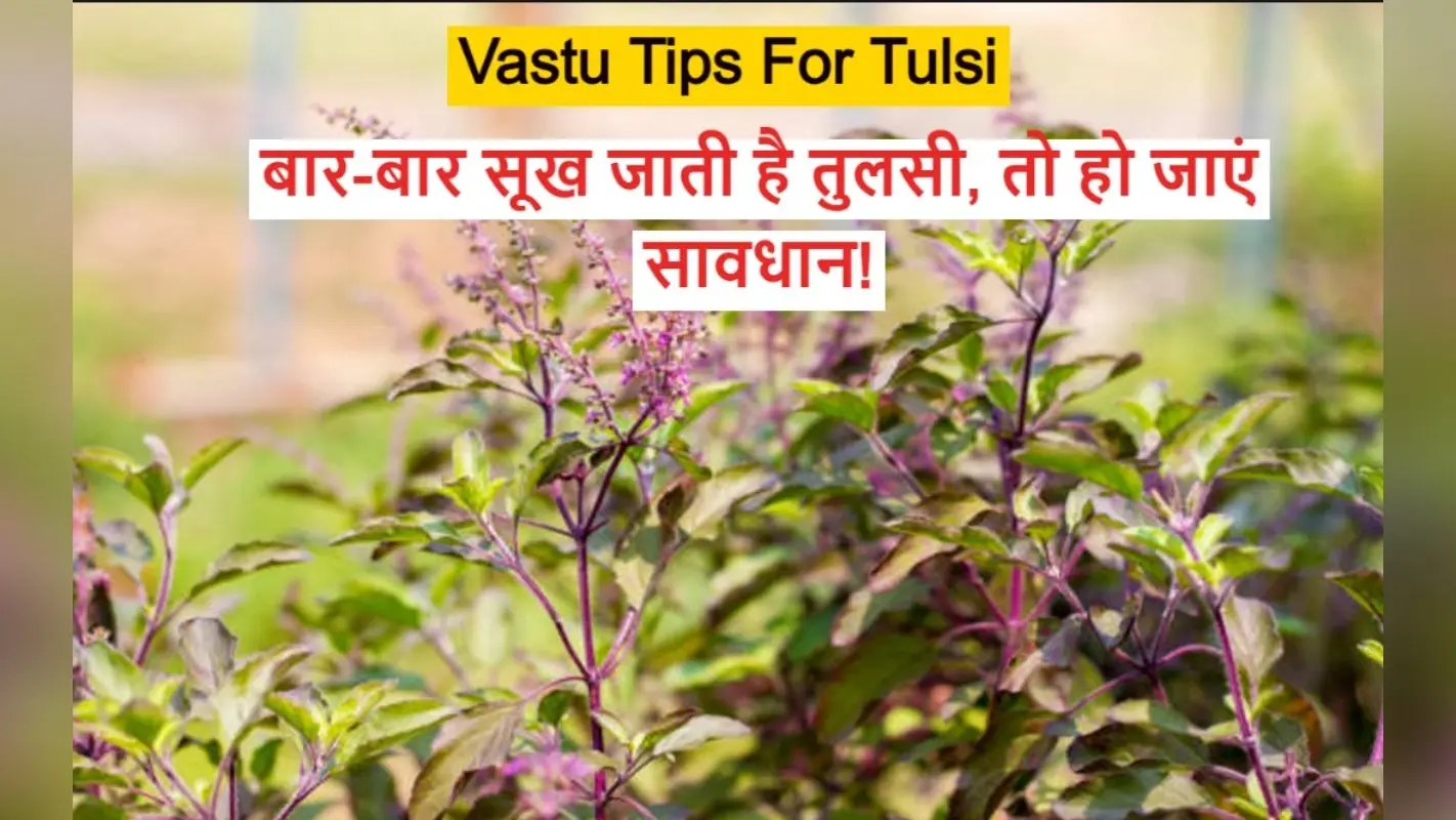 Vastu Tips For Tulsi: बार-बार सूख जाती है तुलसी, तो हो जाएं सावधान, सूखने से बचने के लिए करें ये उपाय..