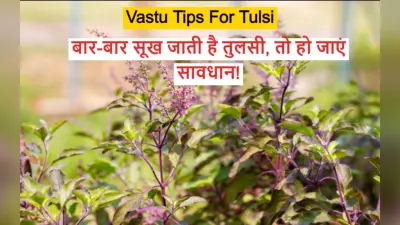 Vastu Tips For Tulsi: बार-बार सूख जाती है तुलसी, तो हो जाएं सावधान, सूखने से बचने के लिए करें ये उपाय..