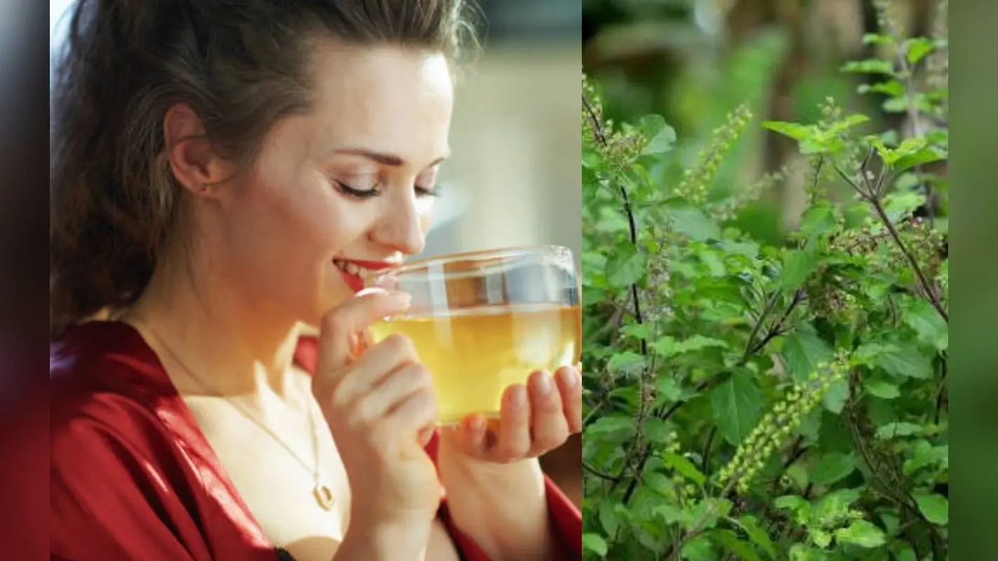 SUPERFOODS: क्या होगा जब रोज पीयेंगे तुलसी का पानी, जानिए बेजोड़ फायदे
