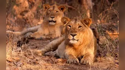 World Lion Day: जंगल के राजा से जुड़े इन तथ्यों को जान, आप हो जायेंगे हैरान