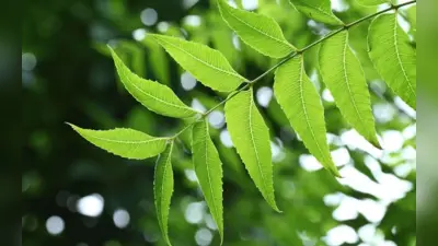 Health Tips: केवल स्वाद में है कड़वा, लेकिन सेहत के लिए बेस्ट है नीम के पत्ते, जानें इसके गुण