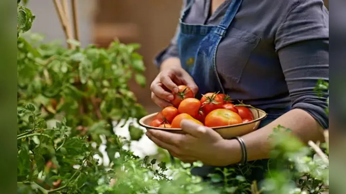 हरी मिर्च हो या फिर धनिया पत्ती, जब चाहे ताजी पाएं, घर में आसानी से बनाएं Kitchen Garden