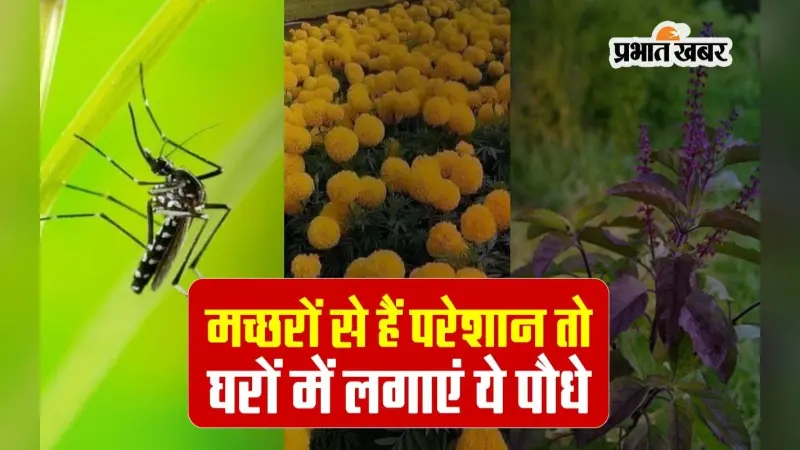 Mosquito Plant: मच्छर से हैं परेशान, तो घरों में लगाएं ये पौधे, आस-पास भी नहीं फटकेंगे, वीडियो